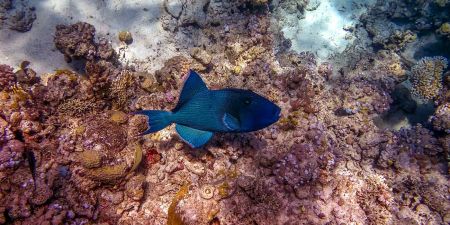 الغطس في جزيرة المحمية من الغردقة